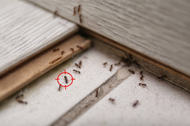 Flea Control Services in Magnolia, NJ