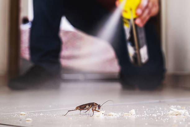 Best Insect Control  in Magnolia, NJ